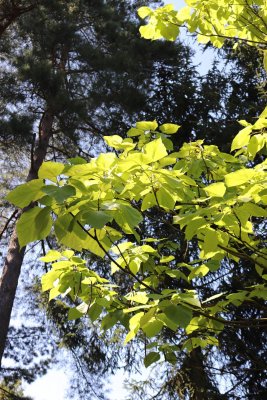 Catalpa bignonioides 'Aurea' - katalpa obecná, trubačovitá - olistění